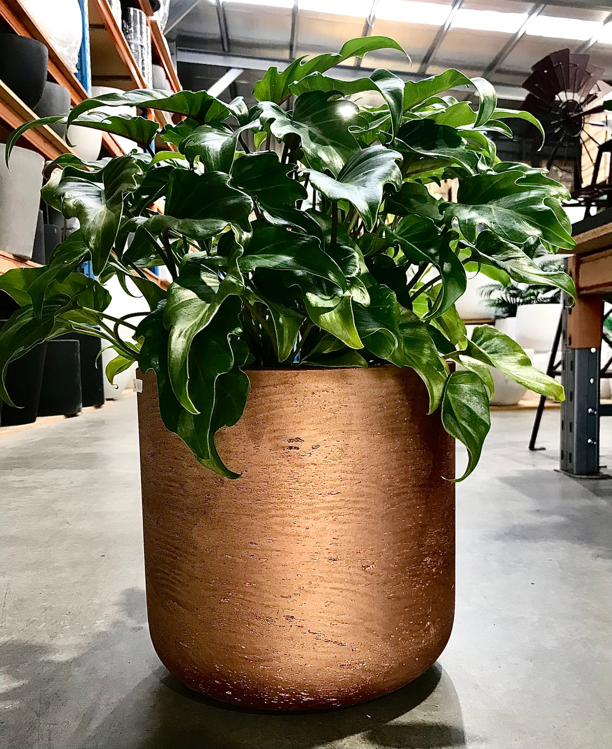 Large Petite Metallic Bronze