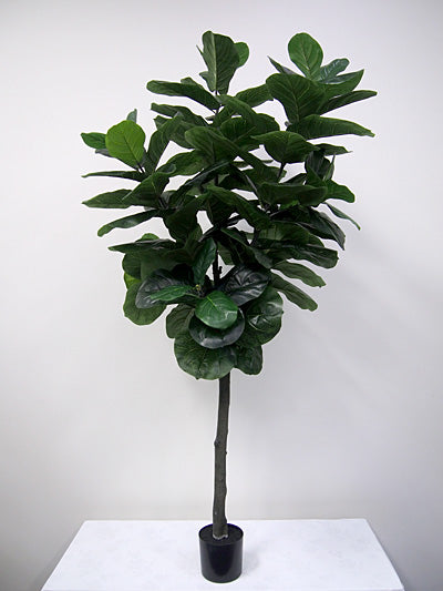 Fiddle Leaf Fig Tree