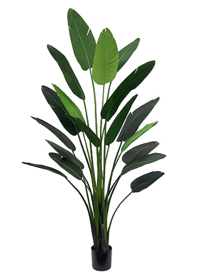 Potted Traveller Palm