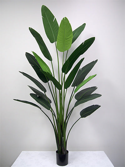 Potted Traveller Palm