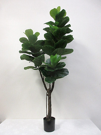 Fiddle Leaf Fig Tree