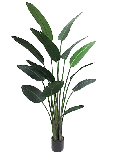 Potted Traveller Palm