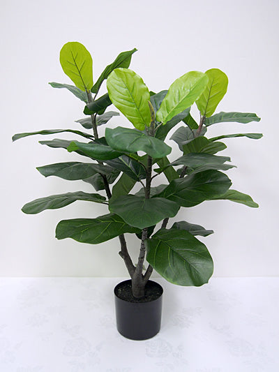 Fiddle Leaf Fig Tree