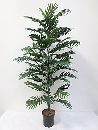 Areca Palm