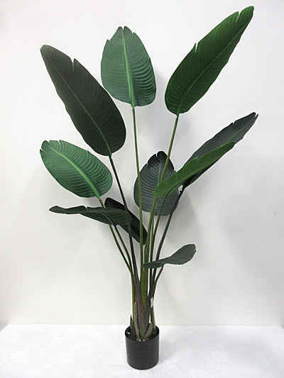 Potted Traveller Palm
