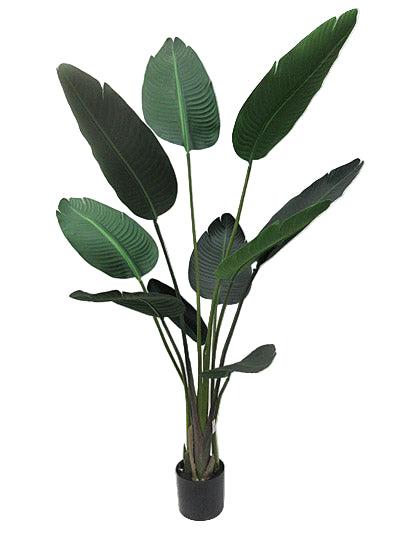 Potted Traveller Palm