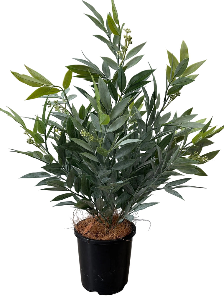 Ruscus Bush 13.5