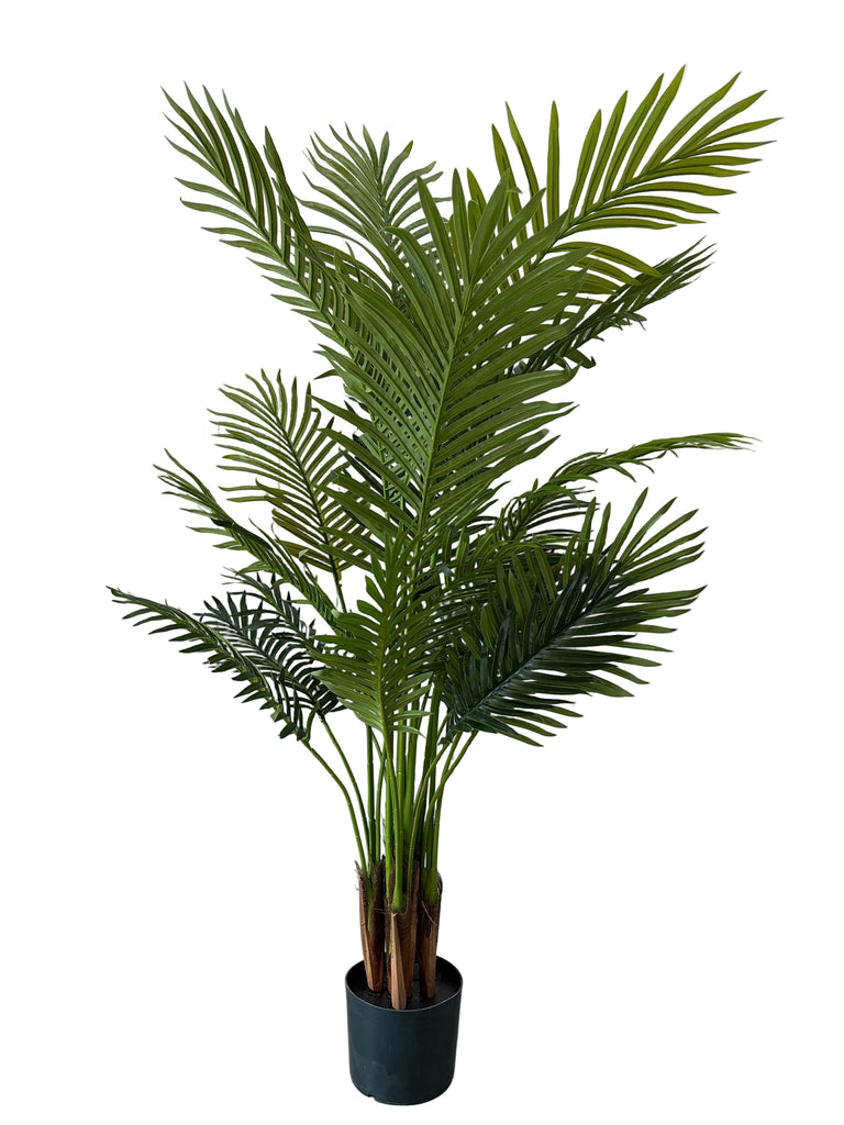 Areca Palm