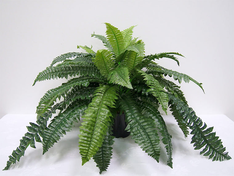 Boston Fern Bush