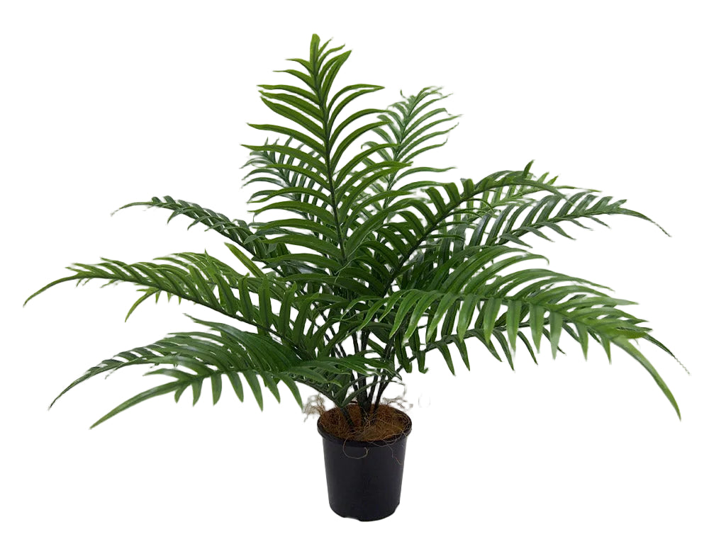Areca Palm