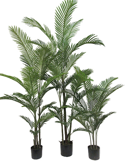 Kentia Palm