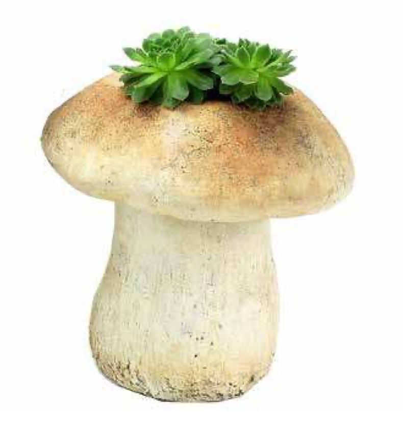 Porcini Minuet Mushroom Planter