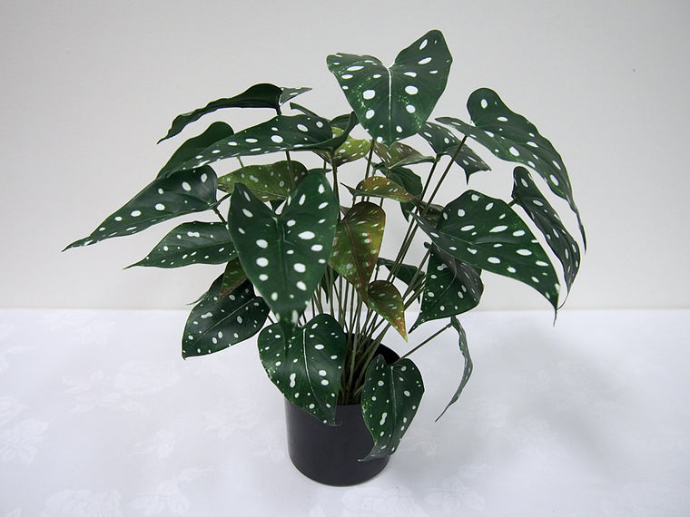 Potted Anthurium Plant