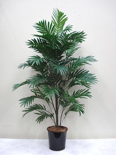 Areca Palm