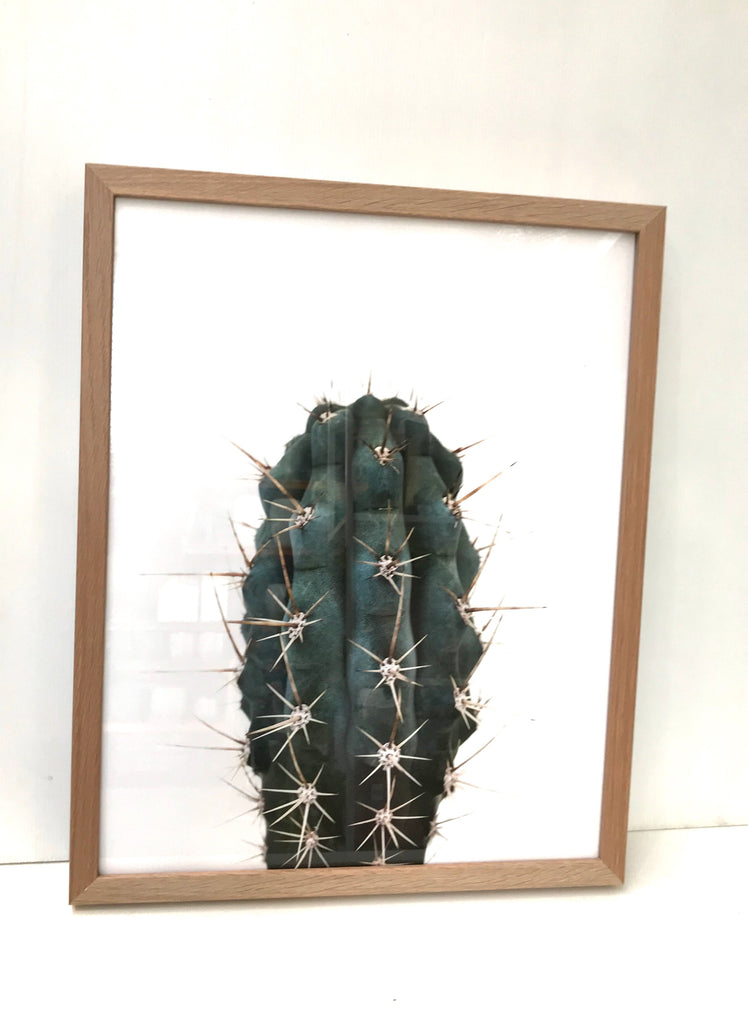 Cactus Craze