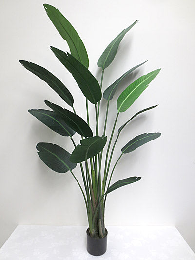 Potted Traveller Palm