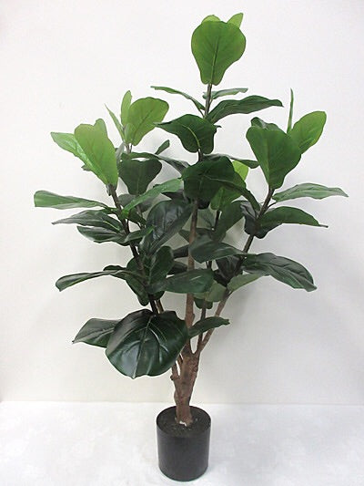 Fiddle Leaf Fig Tree